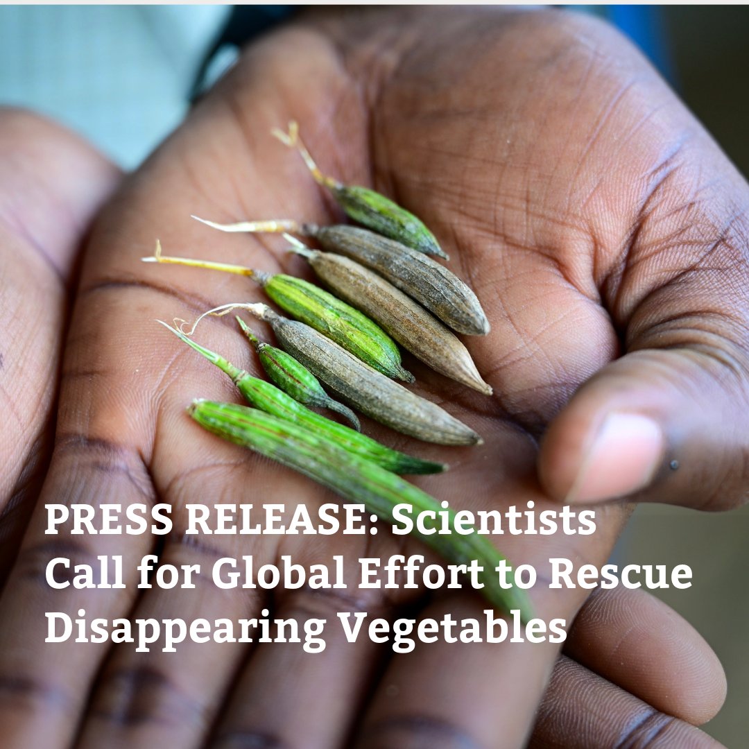 CropTrust's tweet photo. A new study by @WorldVegCenter, Crop Trust and partners warns that food systems rely on fewer vegetable crops, while traditional varieties are disappearing.

Vegetables4Life is bringing partners together to act.

Read more: https://t.co/NhXxHk2EfX https://t.co/OTmMrNW1Ja