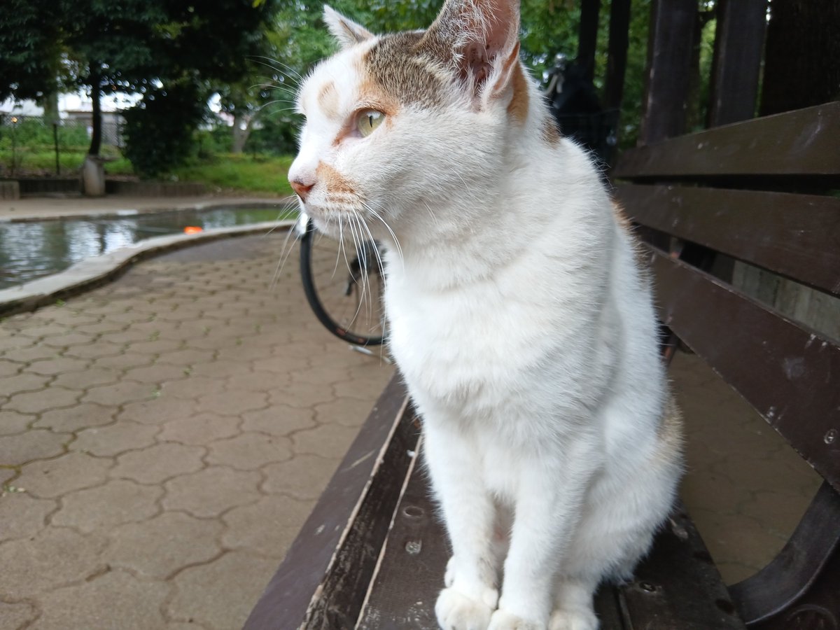 Dryas1003's tweet photo. 最近見かけなくて心配だった猫に近くの公園で会ったよ(*>ᴗ<*)
餌あげてる人に聞いたら90歳の雌の地域猫なんで近くの畑に住んでるんだって。
まだ、長生きしてくれるといいなぁ。
もう一匹茶色の若い仲間がいてそっちはすぐ逃げちゃうから写真撮れなくて残念💦
 #猫  #地域猫   #写真  #D5600 https://t.co/PSkVCST473