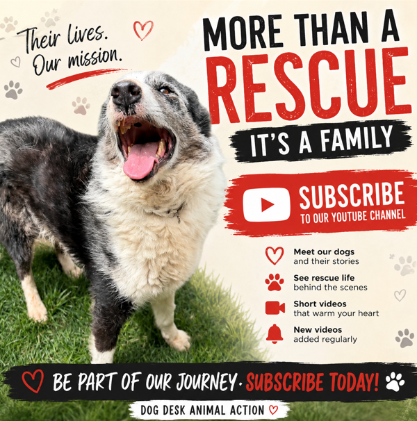 DogDeskAction's tweet photo. Every dog has a story worth telling. ❤️

Come and meet the amazing dogs of Dog Desk Animal Action on YouTube.

https://t.co/VgU4x18lXt https://t.co/xdIiSiR3q2