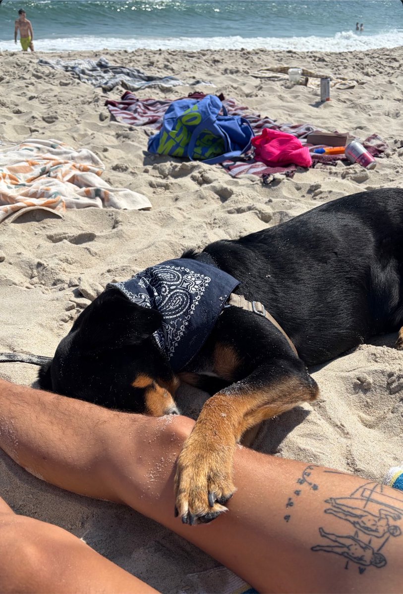 floralsfspring's tweet photo. meryl’s doggo living his best life hanging by the ocean with lou🥹😭😭😭 https://t.co/317U0SrGjn