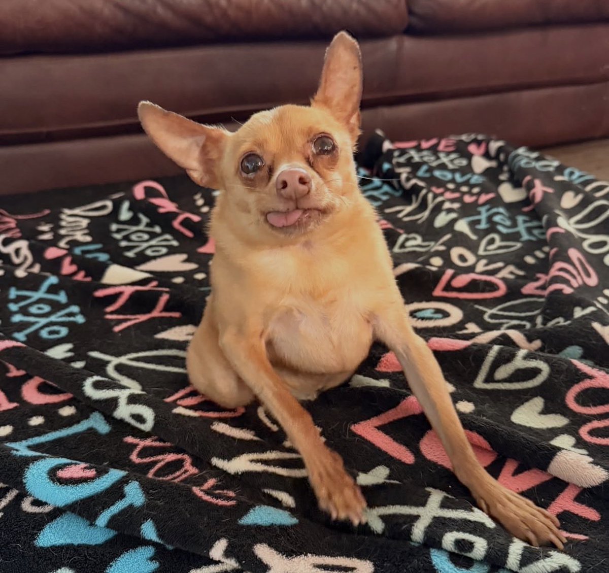 STUDIOSMM's tweet photo. Good morning $CRICKET fans, 

We heard back from @coingecko that all our socials have been updated 🙌

Forever bullish on Cricket and her friends @RustysAngels Dog Sanctuary. All fees supporting Cricket ❤️ 🐕 

https://t.co/ds33UBu05i https://t.co/GgUuMbG9x1