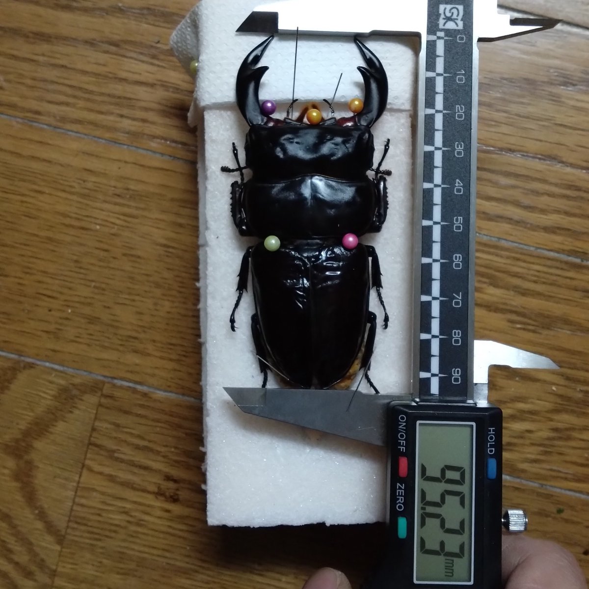 ArmorS2024's tweet photo. インドアンタエウス(サディア)5頭目が羽化してきました！
しかし、腹部の収まりが悪く落ちてしまいました。
このクラスの蛹はまだいますので引き続き羽化しましたら報告させていただきます。

＃アンタエウスオオクワガタ　＃クワガタ　＃安達佑實大鍬形蟲 https://t.co/fvClnYIoze