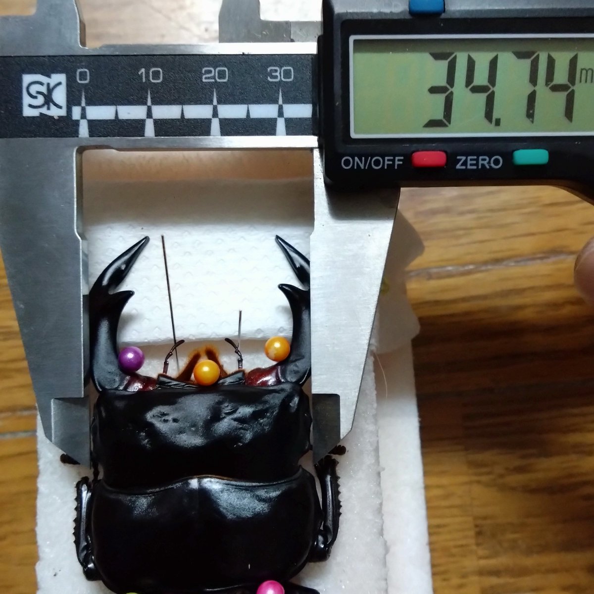 ArmorS2024's tweet photo. インドアンタエウス(サディア)5頭目が羽化してきました！
しかし、腹部の収まりが悪く落ちてしまいました。
このクラスの蛹はまだいますので引き続き羽化しましたら報告させていただきます。

＃アンタエウスオオクワガタ　＃クワガタ　＃安達佑實大鍬形蟲 https://t.co/fvClnYIoze