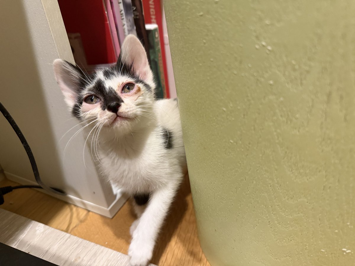 konko_yukiya's tweet photo. 今子猫をたくさん保護しておりまして、譲渡先を募集しております
まだ2匹しか決まっておらず…
見つからないと保護した牛舎に戻すことになってしまうのでなんとか避けたく…もしご検討してくれる方がおりましたらご連絡ください🙇‍♂️ https://t.co/JLdKq14MT3