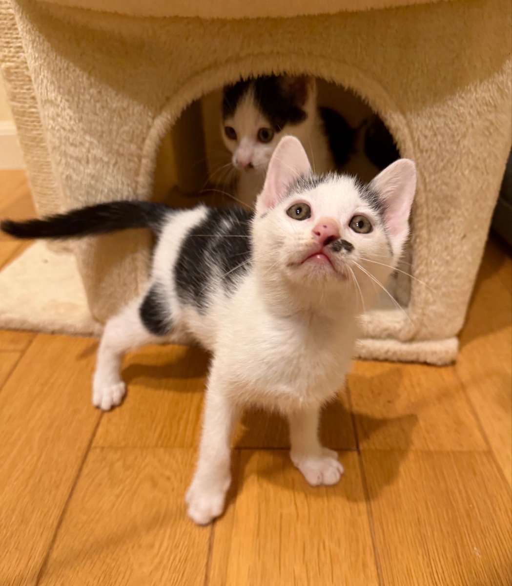 konko_yukiya's tweet photo. 今子猫をたくさん保護しておりまして、譲渡先を募集しております
まだ2匹しか決まっておらず…
見つからないと保護した牛舎に戻すことになってしまうのでなんとか避けたく…もしご検討してくれる方がおりましたらご連絡ください🙇‍♂️ https://t.co/JLdKq14MT3