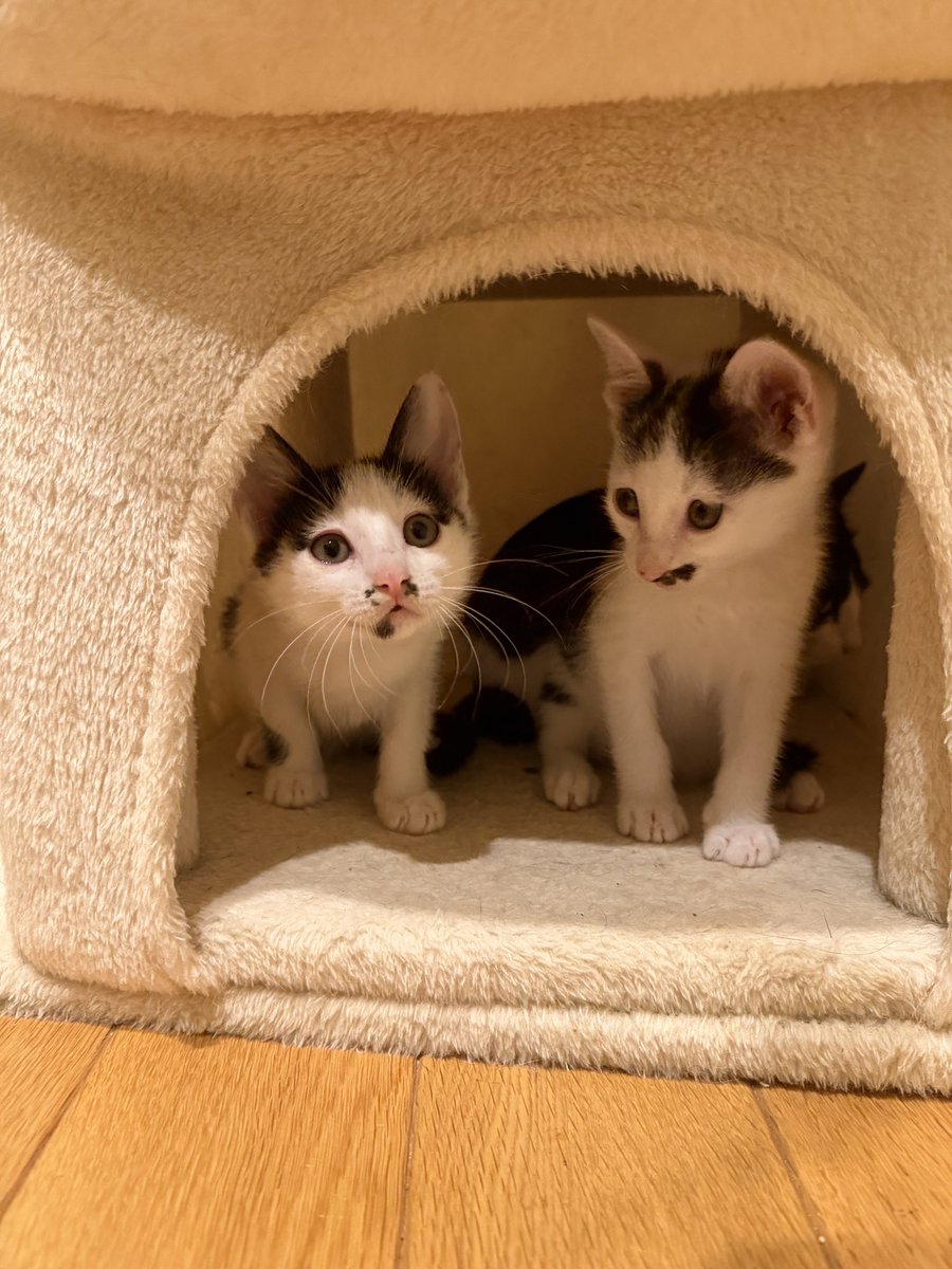 konko_yukiya's tweet photo. 今子猫をたくさん保護しておりまして、譲渡先を募集しております
まだ2匹しか決まっておらず…
見つからないと保護した牛舎に戻すことになってしまうのでなんとか避けたく…もしご検討してくれる方がおりましたらご連絡ください🙇‍♂️ https://t.co/JLdKq14MT3