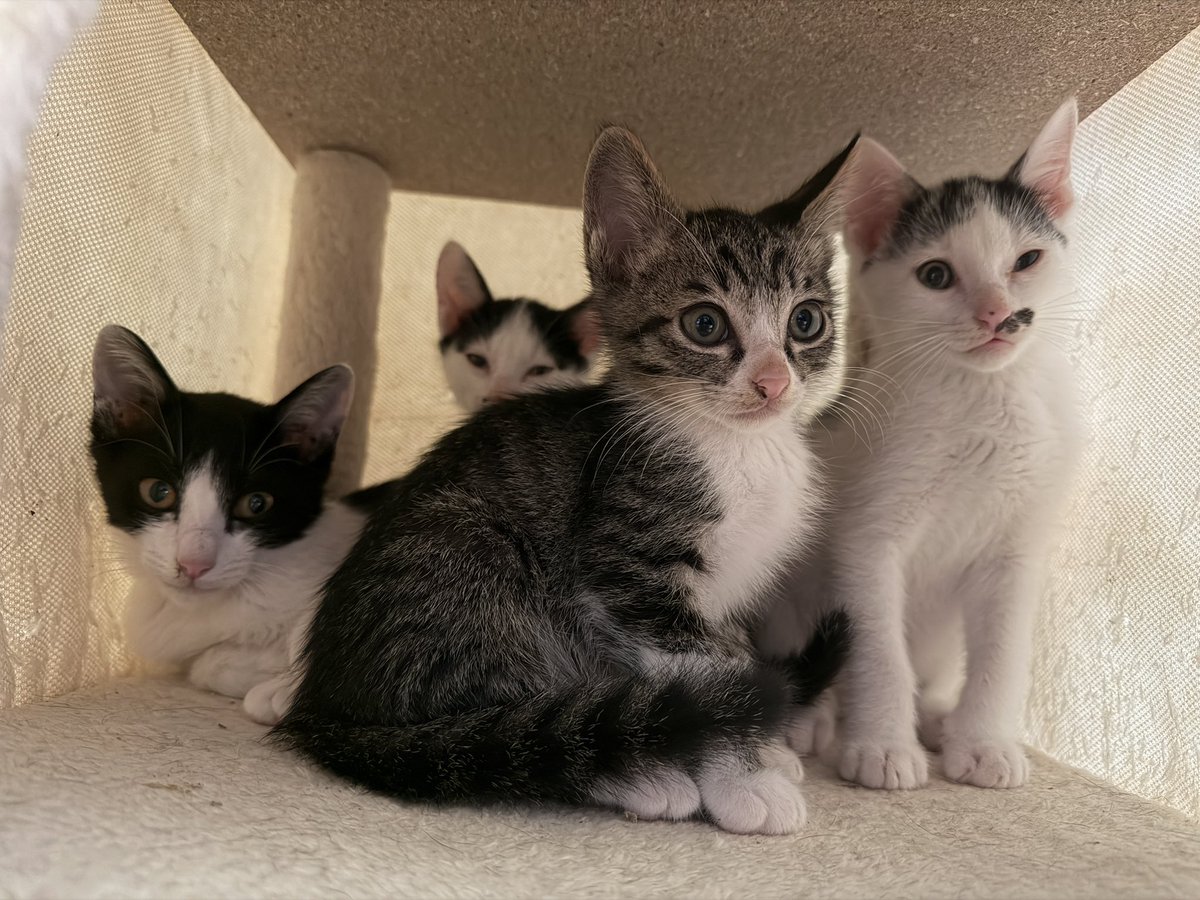 konko_yukiya's tweet photo. 今子猫をたくさん保護しておりまして、譲渡先を募集しております
まだ2匹しか決まっておらず…
見つからないと保護した牛舎に戻すことになってしまうのでなんとか避けたく…もしご検討してくれる方がおりましたらご連絡ください🙇‍♂️ https://t.co/JLdKq14MT3