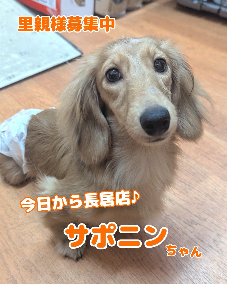 WanWanWan8611's tweet photo. .

🩷新メンバーがやってきました🩷

サポニン/女の子/6ヶ月
🎂2026年6月28日生まれ
#ミニチュアダックスフンド
色 シェーテッドイエロー

#里親募集中 #保護犬パーク長居店
#保護犬カフェ #新メンバー 
保護犬パーク 長居店
☎️06-6115-8611 https://t.co/ruKxFUDjVS