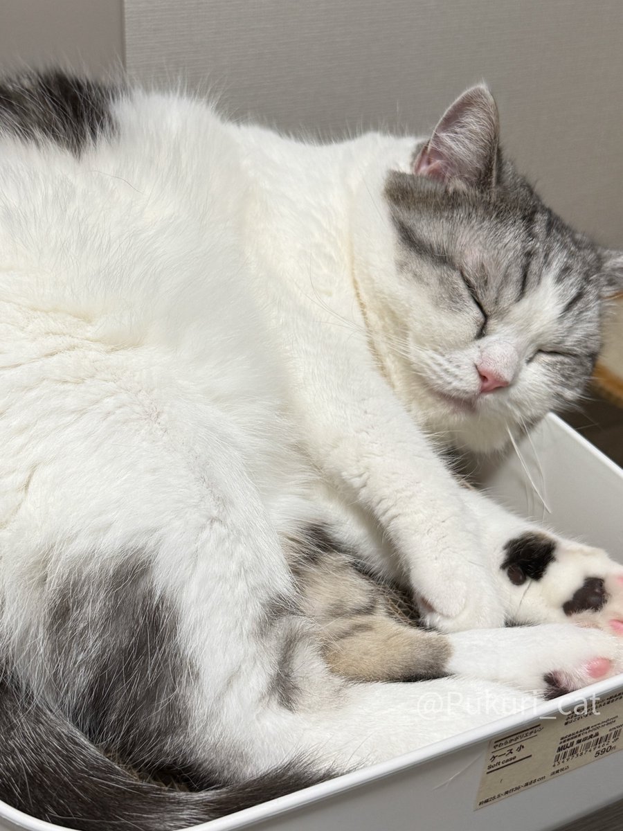 ぷくり (@Pukuri_cat) / Posts / X