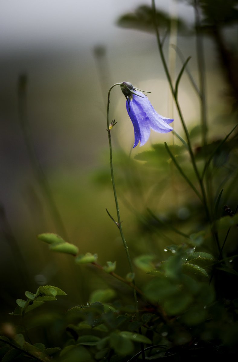 _EFarrellPhoto's tweet photo. In lieu of zero sea swell or storm conditions, I’ve taken to macro shots of the floral abundance in the Burren National Park. A dewy Harebell composition back lit by a passing car headlight, thank you driver. 🌟 
#coclare #ireland #burrennationalpark 
⬇️
https://t.co/WrjM0bBhtE https://t.co/ovgT777Obm