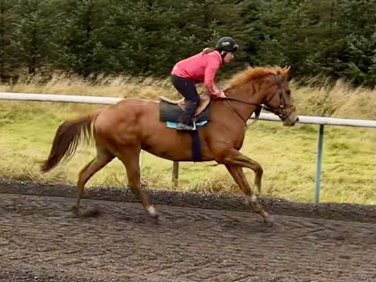 JimGoldieRacing's tweet photo. Course winner Approaching Dawn’s one of 15 runners @ayrracecourse this afternoon on a busy day for the team, @_lauren_young rides! https://t.co/h476qSOM1M