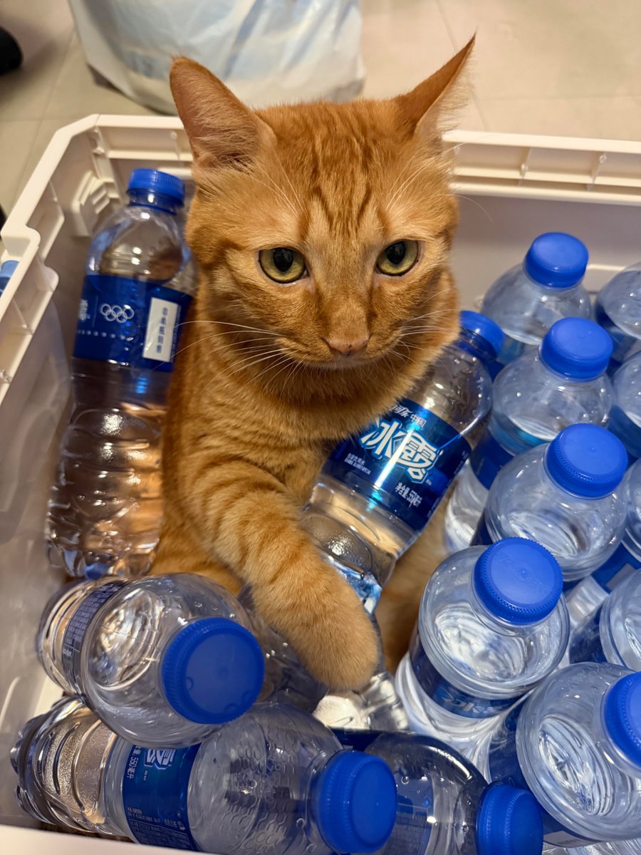 nocontextscats's tweet photo. Would u like a bottle of water? https://t.co/ul3xbnphdZ