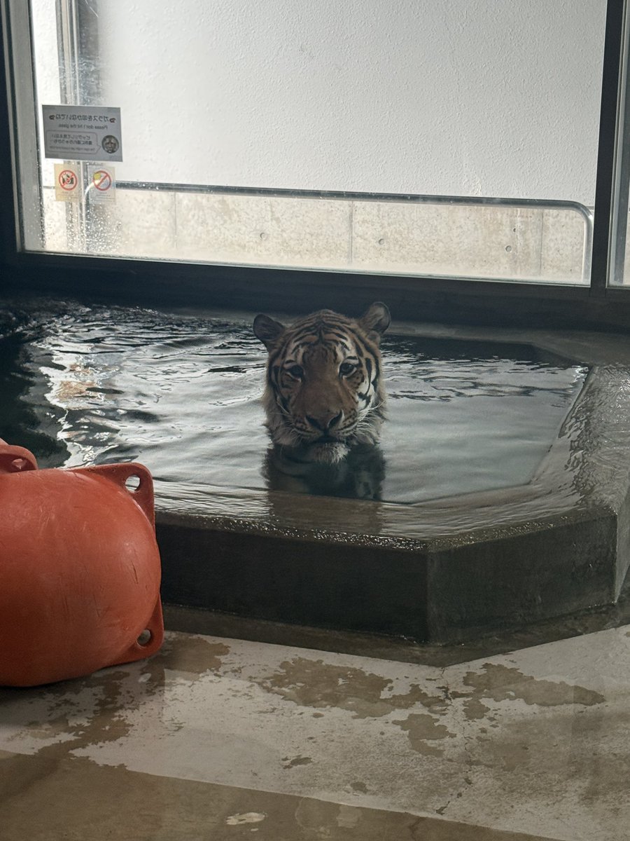 TenZoo_official's tweet photo. 毎日暑すぎて、ショウヘイもクールダウン中🏊
顔だけ出しているレアな様子です📸

#天王寺動物園 #tennojizoo #アムールトラ #tiger #ショウヘイ https://t.co/pN1hPlrV1N