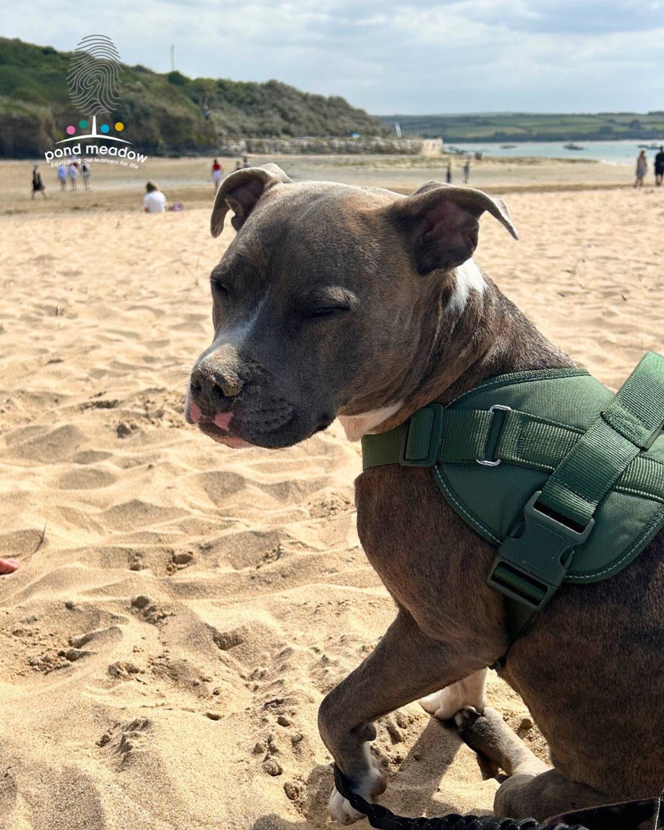 PondMeadowAT's tweet photo. What a wonderful year it has been for Jax!
From greeting students to bringing smiles around school, Jax has become a much-loved part of Pond Meadow.
He has now completed his final Therapy Dog assessment — fingers crossed for the results!
#PondMeadow #TherapyDog #SEND https://t.co/nezJMGZ2jm