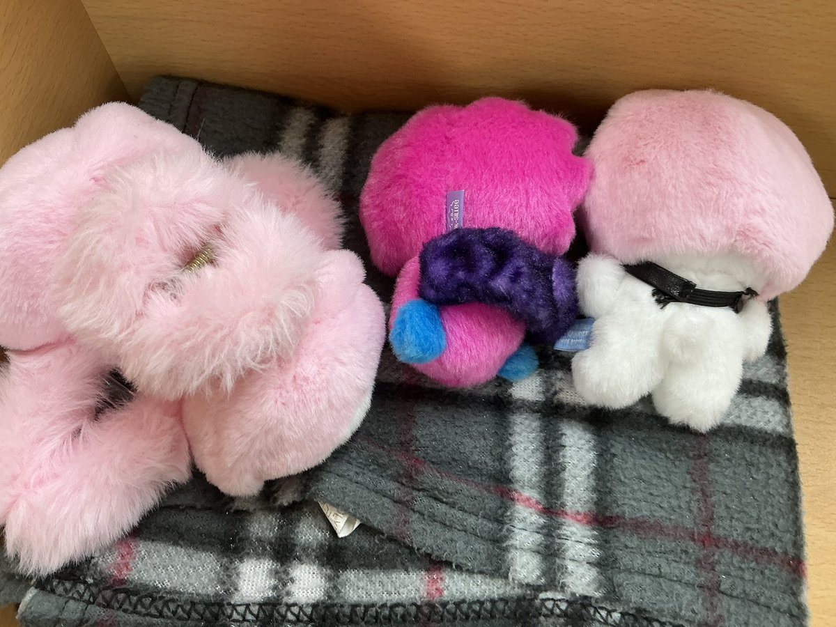 tmnyamee's tweet photo. 난 분명히 자습실에 정자세로 올려놨는데 친구들이 자꾸 한번씩 만짐
애들 인형이 귀엽긴해ㅋㅋㅋ https://t.co/P1LV7O8BSk