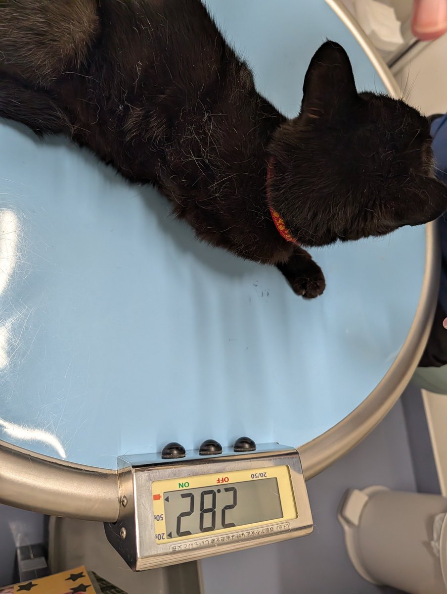 pikako1029's tweet photo. 黒猫さん通院
約２週間頑張ってお薬2種類飲んでくれたんやけど体重ちょっと減ってた😭
結果またお薬増えた…
餌食べてくれますように🙏🙏🙏

#猫のいる幸せ
#猫のいる暮らし https://t.co/fYlCNZY3J3