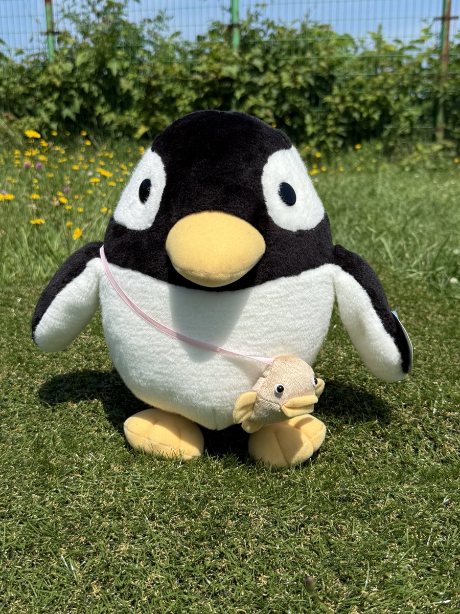 otaruaquarium's tweet photo. 7月はペン太強化月間！
大人気のマスコットキャラクター「ペン太」グッズを2日間に分けて紹介します！

No.1　ペン太のぬいぐるみ（税込￥3,850）
ペン太を忠実に再現したぬいぐるみ。リニューアルして再登場！

【おたる水族館オリジナル】
#おたる水族館　#ペン太 https://t.co/l5Lk7hoZHY