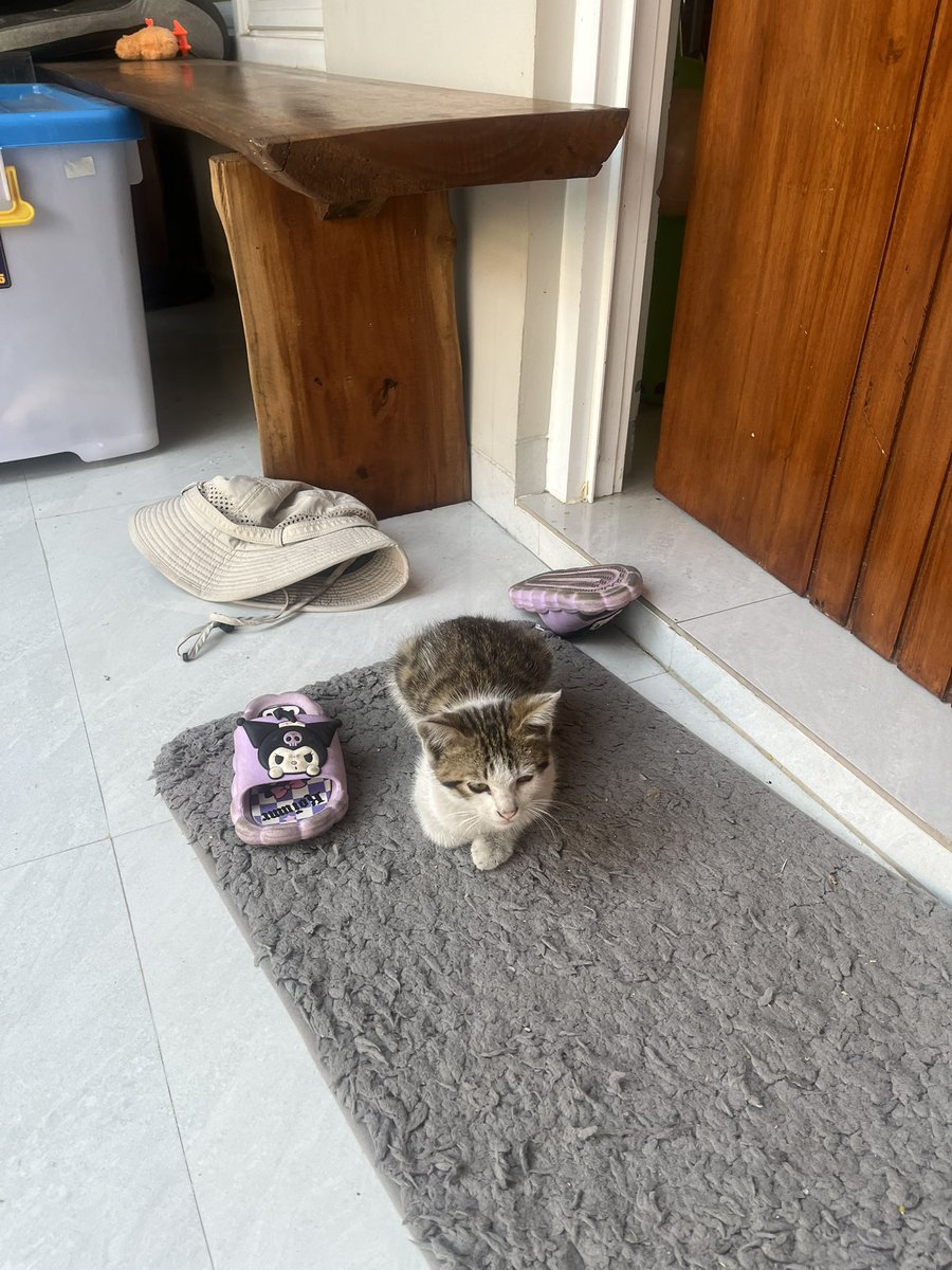 cursedkidd's tweet photo. knapa anak kucing skalinya dikasih makan stay trs didepan rumah gkmau pergi https://t.co/0ufJMyivZ5