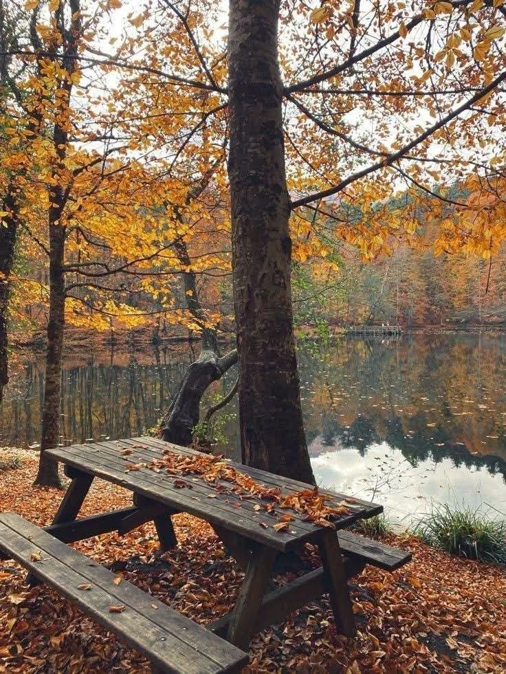 NatureRoot88's tweet photo. countdown to autumn🥐🧡 https://t.co/gmHHdywgHO