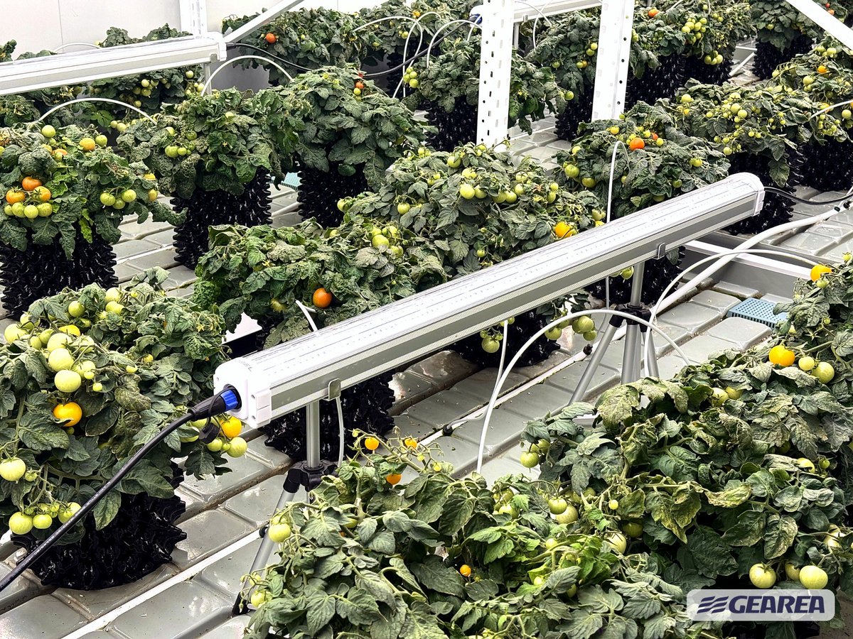 Gearea_Climate's tweet photo. Smarter control for plant factories.

With the Gearea AI Smart Control System, facility teams can remotely monitor equipment, adjust settings through the app, and optimize key component performance in real time.

Stable air. Better growth. Lower energy use. https://t.co/jFSE75ZoV0