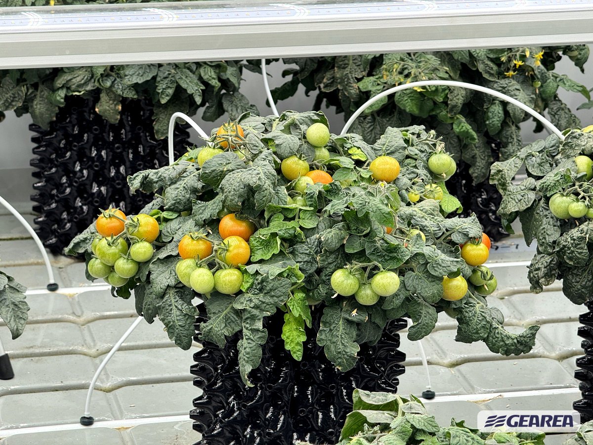 Gearea_Climate's tweet photo. Smarter control for plant factories.

With the Gearea AI Smart Control System, facility teams can remotely monitor equipment, adjust settings through the app, and optimize key component performance in real time.

Stable air. Better growth. Lower energy use. https://t.co/jFSE75ZoV0