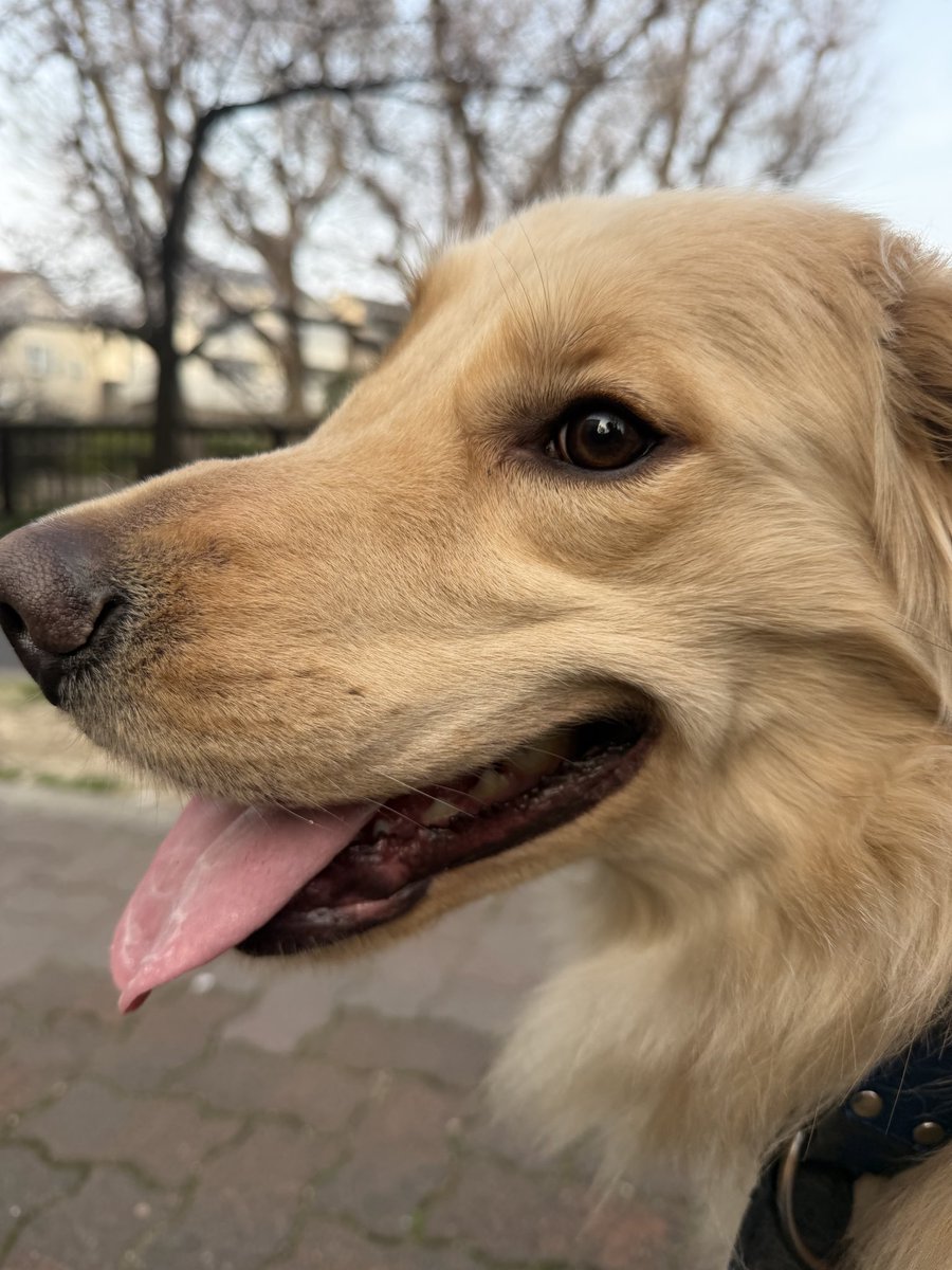 rolo252534's tweet photo. キメ顔お犬さま🐶 https://t.co/iIHGp4LmQO