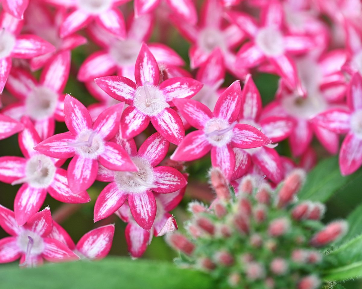 msoasis117's tweet photo. ペンタス 'ギャラクシー' レッドスター
#pentas #flowers #花のある暮らし #ガーデニング https://t.co/LFkbPXjxfi
