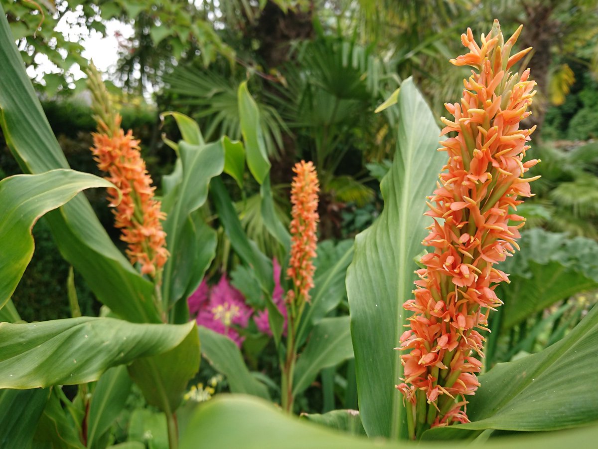 aNorthernGarden's tweet photo. Good morning gardening Tweeps. Ginger flowers are out #UpNorth. This is Hedychium densiflorum. https://t.co/9ueAP0WUMi