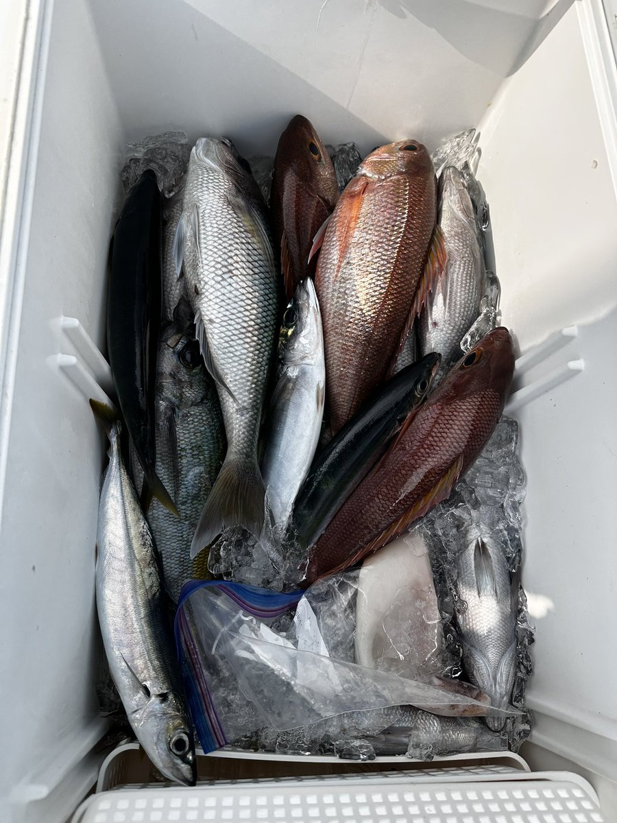marusts's tweet photo. 夏が来たなぁ
この時期、BIGサイズのウメイロ、アオダイが釣れるようになると夏が来たって感じがしてめちゃくちゃ楽しい https://t.co/ln4Kt6Hare