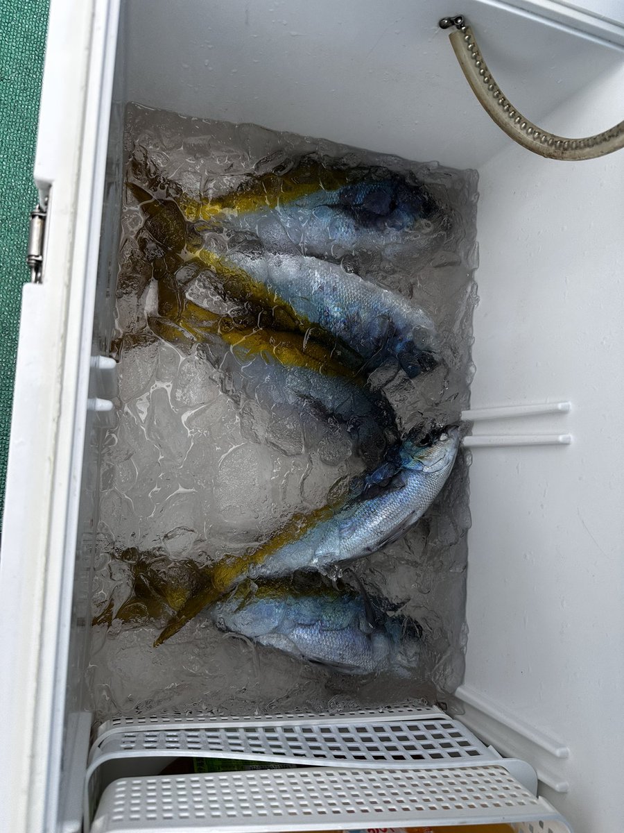 marusts's tweet photo. 夏が来たなぁ
この時期、BIGサイズのウメイロ、アオダイが釣れるようになると夏が来たって感じがしてめちゃくちゃ楽しい https://t.co/ln4Kt6Hare
