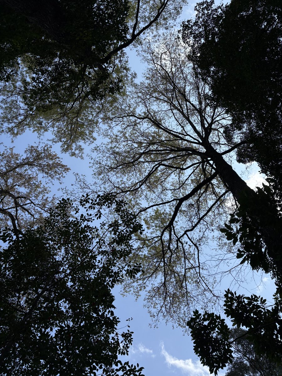 Meliaswithu's tweet photo. 同在一片天 为何许久不见 https://t.co/fVhbtITYFR
