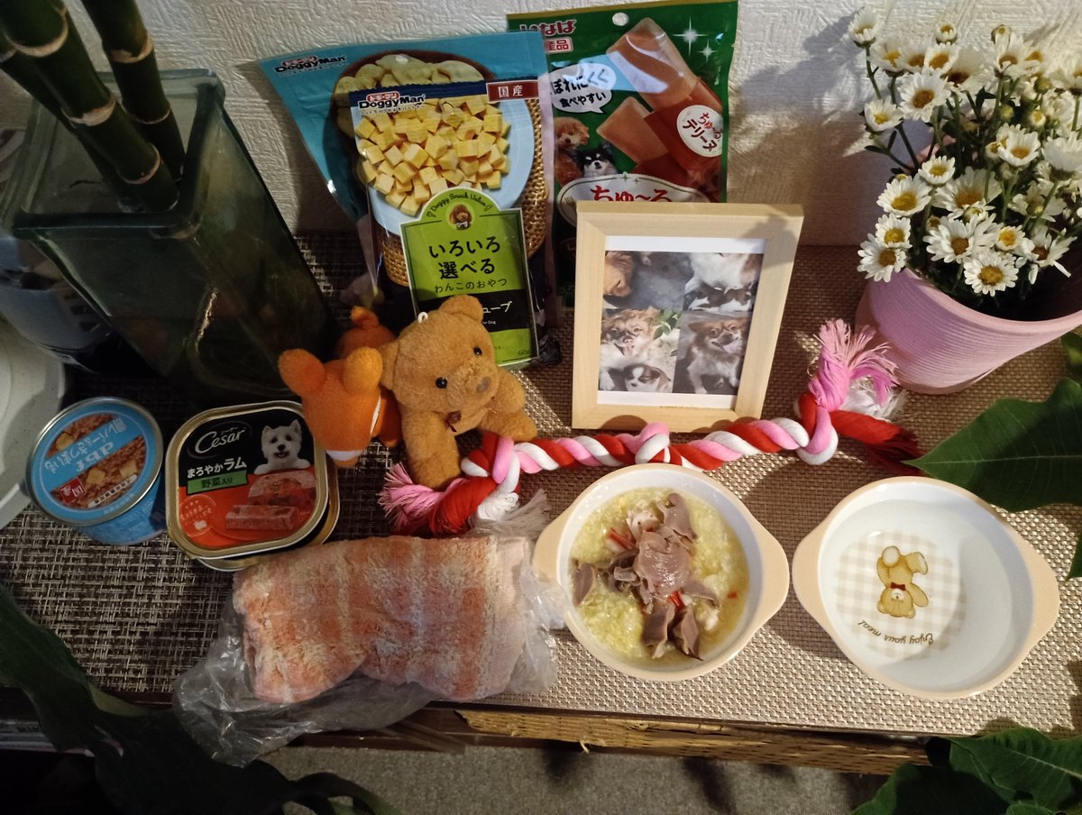 gbZUGqVzYM18598's tweet photo. 今日は卵のお粥（無塩）にササミと焼き芋を混ぜてデビフの鶏肉缶詰のおつゆをかけたものと最後のカツオ刺身、カニカマ、焼いた砂肝。冷やしタオルもキンキン。旺旺、無理に笑わなくていいよ。好かれようと頑張らなくていいよ。皆あなたを大好きだからね https://t.co/yVH5LOLP1N