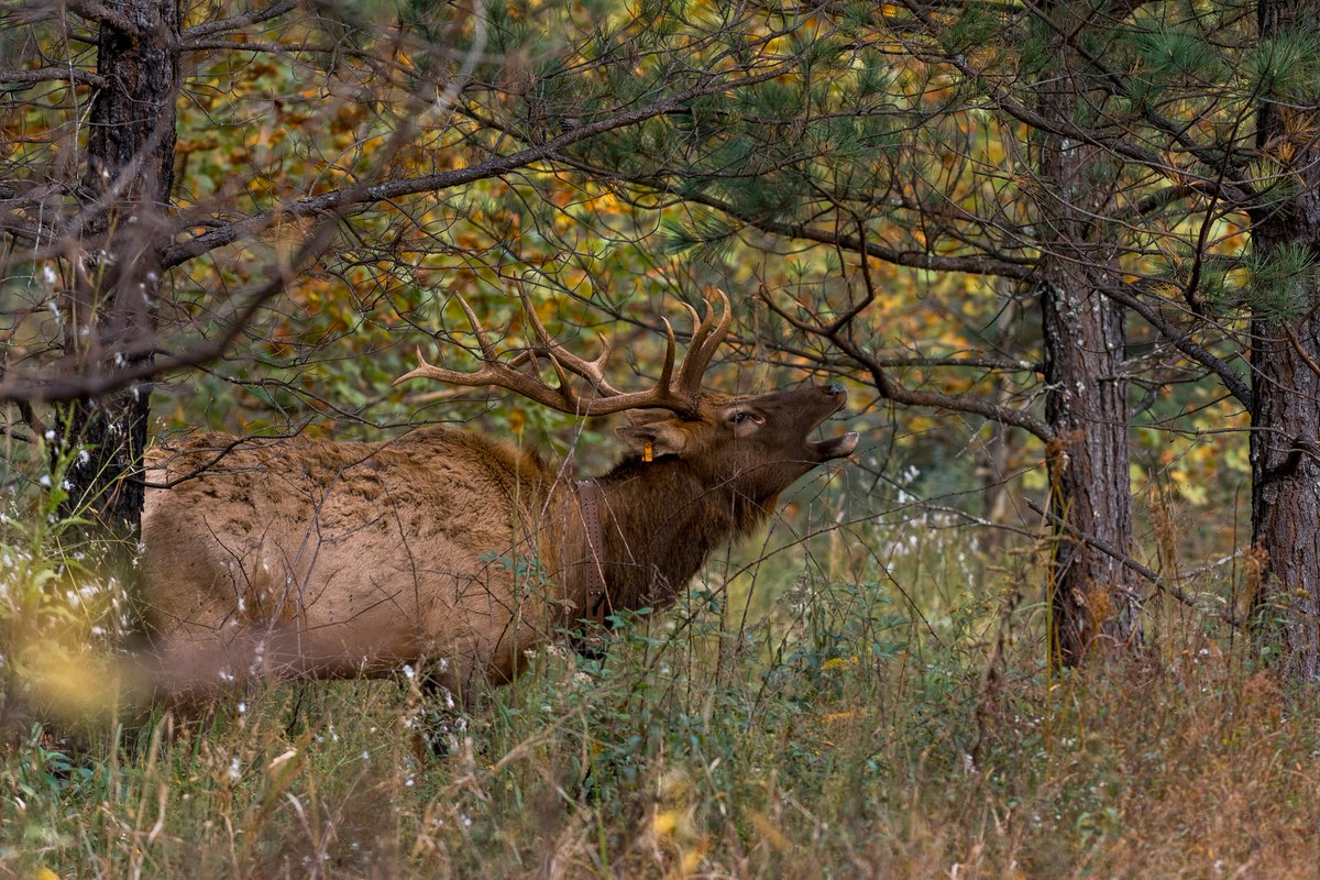 wvdnr's tweet photo. From extirpated in the 1800s to a thriving herd today, West Virginia’s elk reintroduction in 2016 brought back a native species and expands future outdoor opportunities for wildlife watchers. Learn about elk management 👉https://t.co/NwZ6d4pcHB. https://t.co/aYlslNuEM3