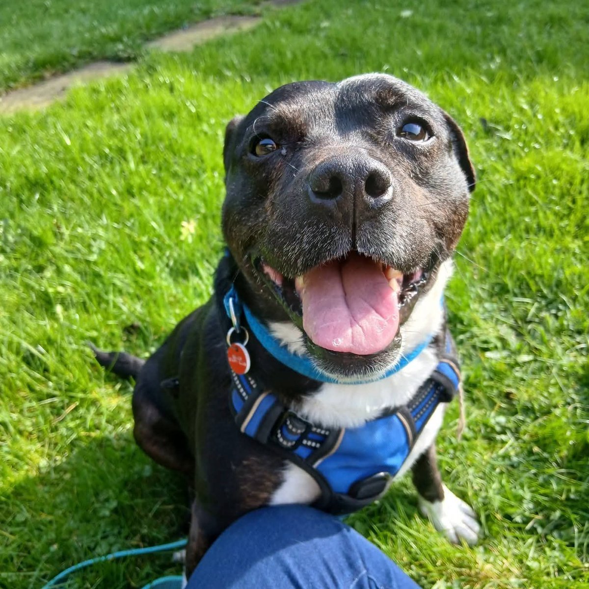 SeniorStaffy's tweet photo. Trevor has been with us 9 months now &amp; while he's receiving lots of love &amp; care from a wonderful behaviourist, its time to have him settled with home comforts.He's looking for a calm &amp; quiet home,with people who are understanding of his needs. Is that you?
https://t.co/Az8IH0Pk4H https://t.co/Nm3mfD4san