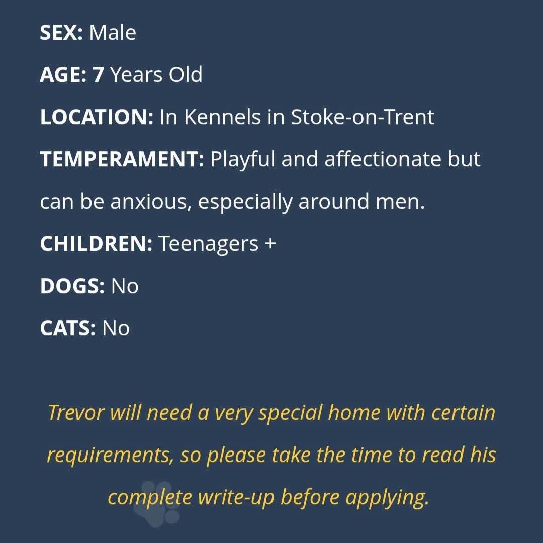 SeniorStaffy's tweet photo. Trevor has been with us 9 months now &amp; while he's receiving lots of love &amp; care from a wonderful behaviourist, its time to have him settled with home comforts.He's looking for a calm &amp; quiet home,with people who are understanding of his needs. Is that you?
https://t.co/Az8IH0Pk4H https://t.co/Nm3mfD4san