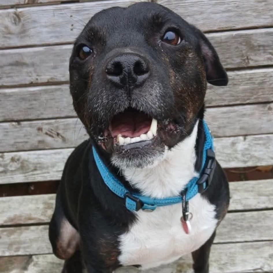 SeniorStaffy's tweet photo. Trevor has been with us 9 months now &amp; while he's receiving lots of love &amp; care from a wonderful behaviourist, its time to have him settled with home comforts.He's looking for a calm &amp; quiet home,with people who are understanding of his needs. Is that you?
https://t.co/Az8IH0Pk4H https://t.co/Nm3mfD4san