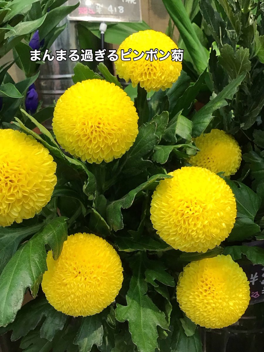 Flower3065362's tweet photo. 今日入荷のかわい子ちゃんもご紹介します♪

珍しい白のひまわり、私の好きなピンクッション、萩の月みたいなピンポン菊、小ぶりでかわいいアンスリューム😍

是非、見てほしいお花達です😁

#花物語中田店 #お手頃フラワー #珍しいお花がいっぱい #ピンクッション #ひまわり https://t.co/w6fnIa5Mcq