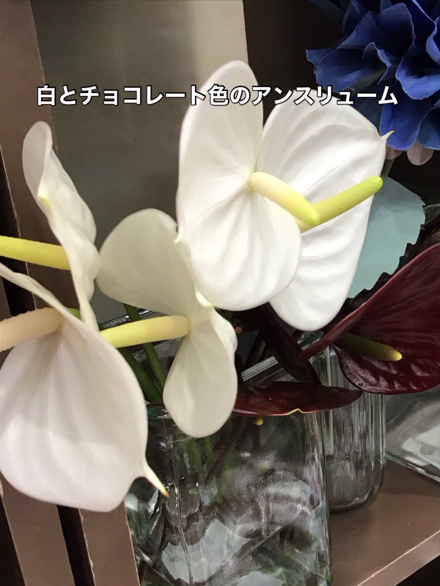 Flower3065362's tweet photo. 今日入荷のかわい子ちゃんもご紹介します♪

珍しい白のひまわり、私の好きなピンクッション、萩の月みたいなピンポン菊、小ぶりでかわいいアンスリューム😍

是非、見てほしいお花達です😁

#花物語中田店 #お手頃フラワー #珍しいお花がいっぱい #ピンクッション #ひまわり https://t.co/w6fnIa5Mcq