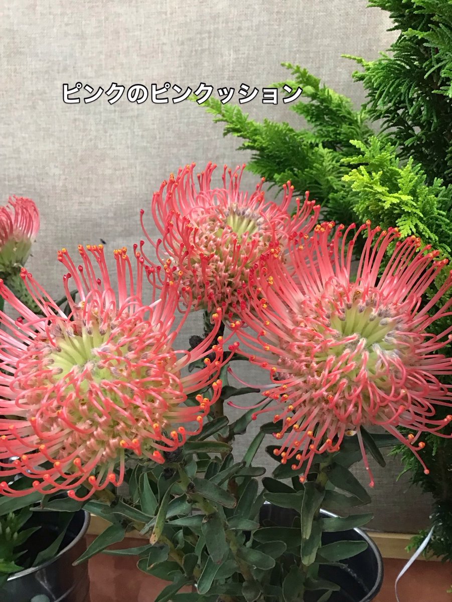 Flower3065362's tweet photo. 今日入荷のかわい子ちゃんもご紹介します♪

珍しい白のひまわり、私の好きなピンクッション、萩の月みたいなピンポン菊、小ぶりでかわいいアンスリューム😍

是非、見てほしいお花達です😁

#花物語中田店 #お手頃フラワー #珍しいお花がいっぱい #ピンクッション #ひまわり https://t.co/w6fnIa5Mcq
