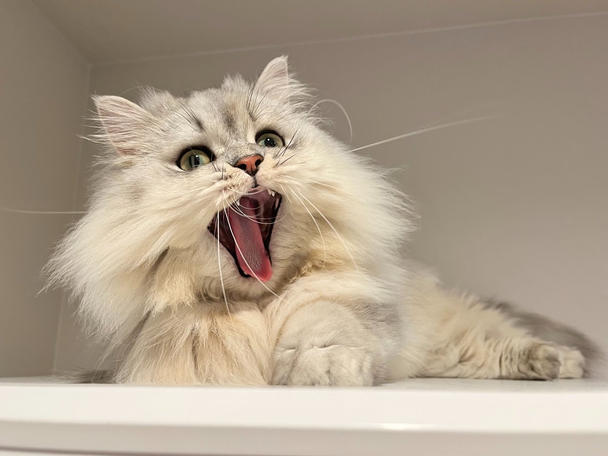 okoge_1003's tweet photo. 冷蔵庫の上がお気に入り #ミヌエット #猫のいる暮らし https://t.co/8U14KrDWeK