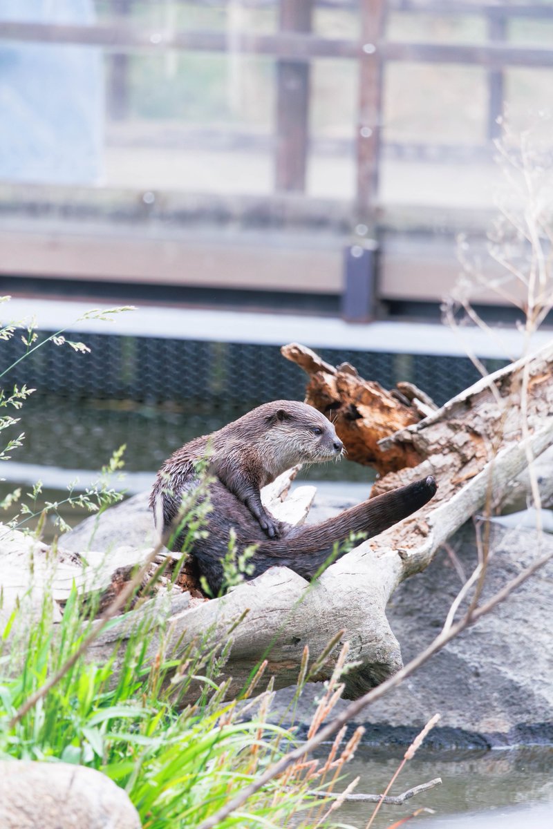 32hajiotter's tweet photo. #コツメカワウソ
#神戸どうぶつ王国
2026.5 https://t.co/TZheihoSYD