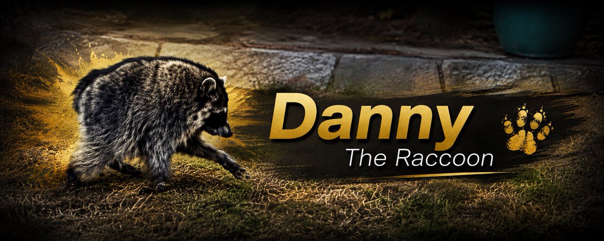VerbivoreGuy's tweet photo. @GloryDoge solana:8kAYCongF4r6kVKe2uhDTJZhTEANcyAjUn3ZqgGxpump (Danny DeVito) is the other short spine raccoon who has been around longer than Jimothy! The creator of the videos confirmed it. Check out the lore and details at in the xcomm https://t.co/MKbTvtkynL