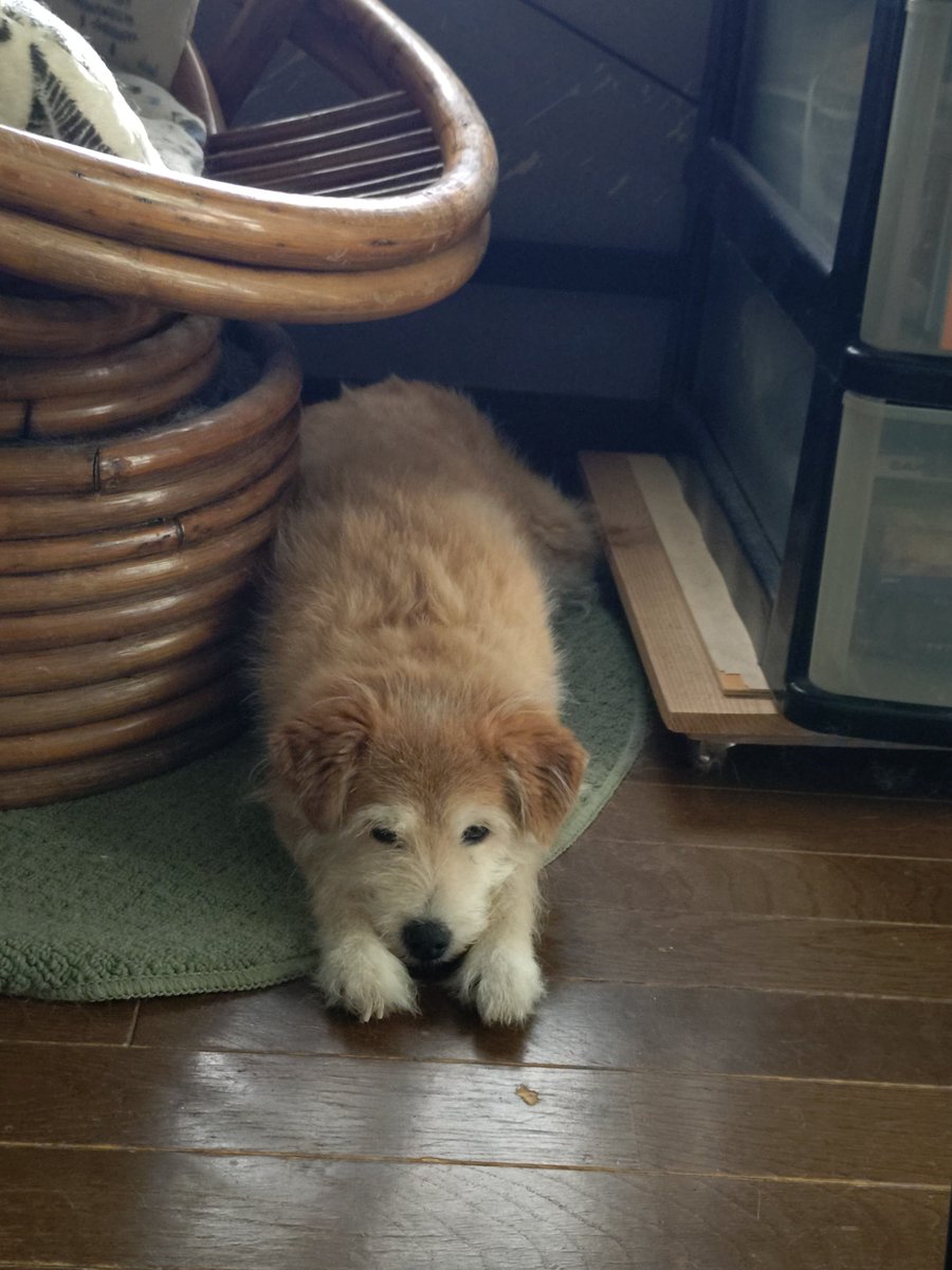 tabisuke99's tweet photo. #夕刊ラジオ　聴きながら　

夕暮れ散歩

昼間は暑くて
家具の隙間で
棒状に伸びてたコムギさん

日が陰り
涼しくなってきたので
元気です

#イマソラ
#安曇野 https://t.co/R6i1KdtN28
