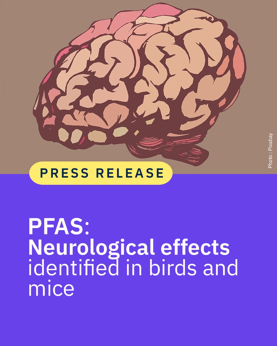 CNRS's tweet photo. @CNRSbiologie @CNRSecologie @CNRSAquitaine #PressRelease 🗞️ An international team of scientists led by two CNRS researchers has, for the first time, identified the neurological effects of a PFAS compound in gull embryos and adult mice.

👉 https://t.co/OkHclpJ9Is https://t.co/wmrmaCFPmT