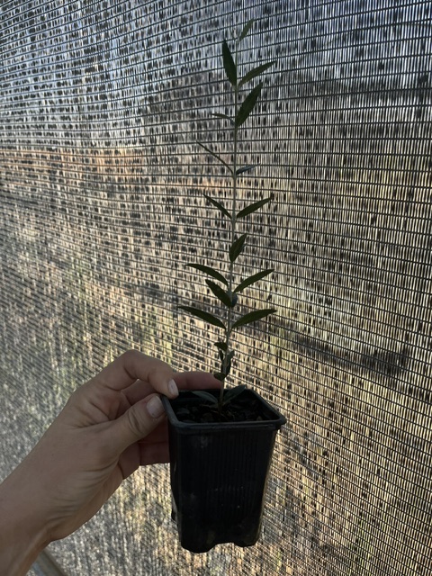 Pistachoselecto's tweet photo. Esta mañana les traemos unas fotografías que les muestran como van nuestras olivas de la variedad arbequina de cara a la campaña de ventas 2026-2027.
Realicen sus pedidos de planta de olivo en el teléfono 630980820 o a través de https://t.co/ZMSxnuT7eH https://t.co/YMGfROl2cM