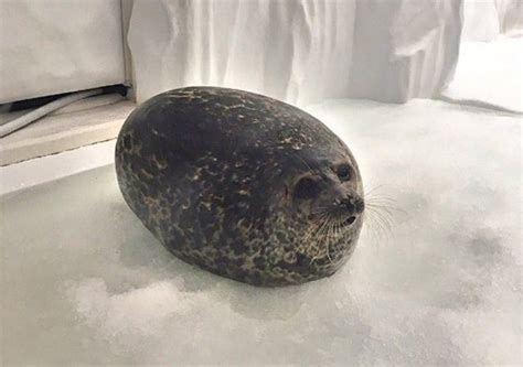 captainkroshik's tweet photo. i wish i had a delicious hard shelled fruit that holds tons of flesh and water! 
the humble coconut: https://t.co/nFjDYufDLe
