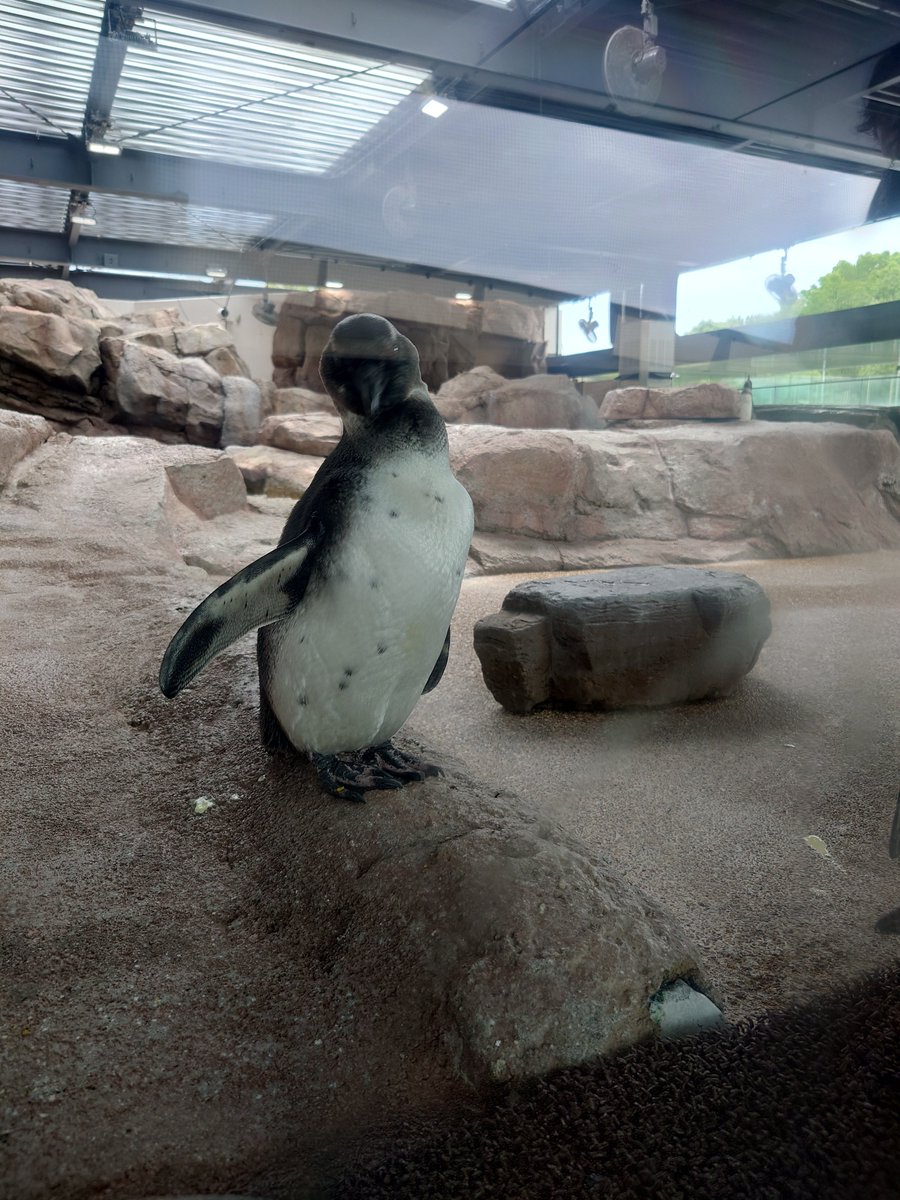 Ba4696's tweet photo. オットセイも見てきた😊
寝方がコエちゃん思い出したし、1歳のペンギンの子見つけたし、
私の脳内からハマスイなくならないなって思った https://t.co/1ldFhADPSB