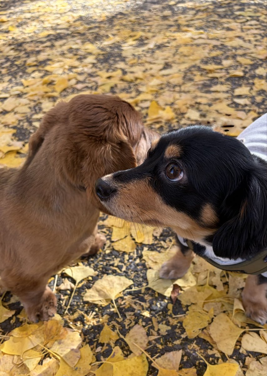 hoppy5856's tweet photo. 【中野区に新たなドッグランを。】

犬を飼っている方なら、「思いきり走らせてあげたい」と思ったことはありませんか？

私も愛犬2匹と暮らしているので、その気持ちはよく分かります。

中野区には約1万頭の登録犬が暮らしています。

しかし、常設ドッグランは平和の森公園の1か所しかなく、区南部にはありません。

そこで、前定例会の一般質問で、「中野ポケットドッグラン」の導入を提案しました。

区は、今年度中に区南部の一定程度広い公園で、犬がリードを外して遊べるドッグランイベントの試行を検討すると答弁しました。

候補地や実施時期はまだ決まっていませんが、区として試行に向けた方向性が示されたことは大きな前進です。

試行後は、利用者だけでなく、公園利用者や近隣住民へのアンケートも行い、安全性や周辺環境への影響、需要、運営方法などを検証する予定です。

ペットは大切な家族の一員です！

一方で、公園は犬を飼う方も、飼わない方も利用する大切な場所です。

誰もが安心して利用できるルールづくりを大切にしながら、候補地や実施時期などの進捗を確認し、イベントの実現、そして将来的な常設化を目指して取り組んでいきます！！
#中野区
#ドッグラン