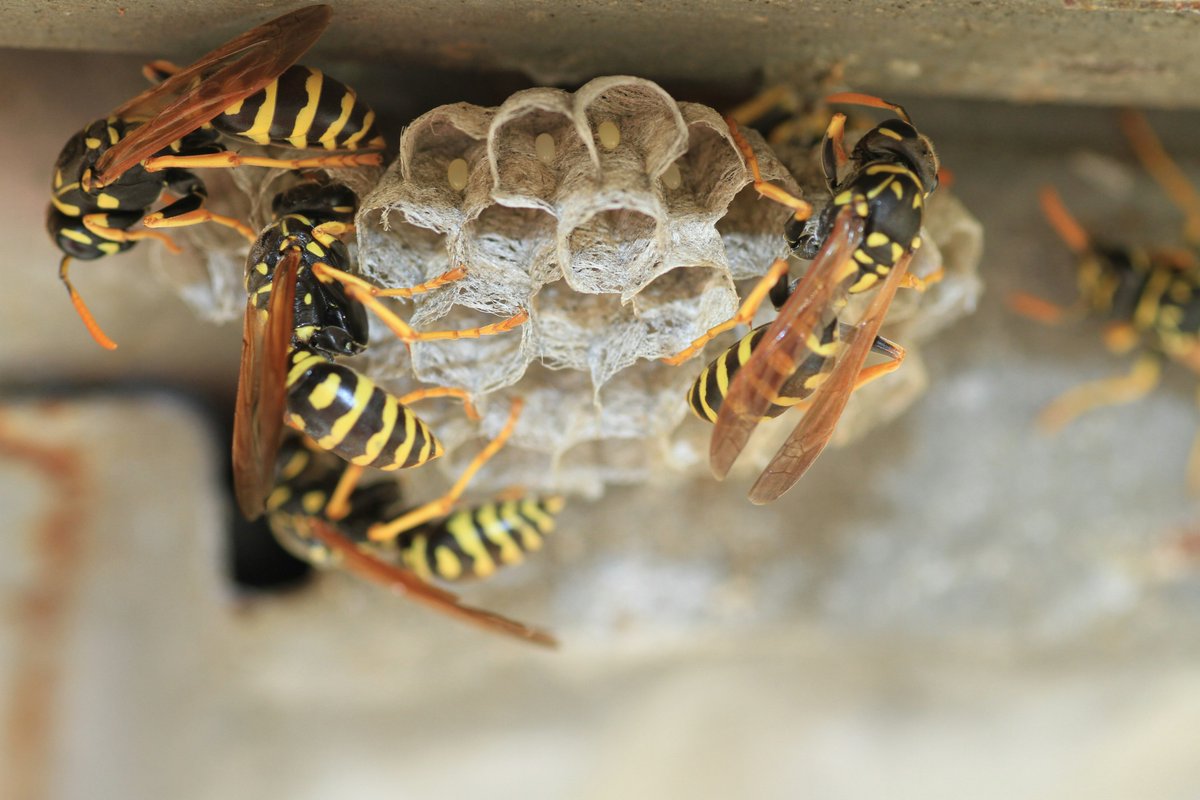 Rick_Young0161's tweet photo. Peak Wasp Season
July is one of the busiest times of year for wasp nest callouts.
If you notice wasps repeatedly flying to the same location, it's often a sign that a nest has become established nearby.
Read more about wasp nest removal.
https://t.co/bpdgM6Kcjo https://t.co/tK5ShrovKJ