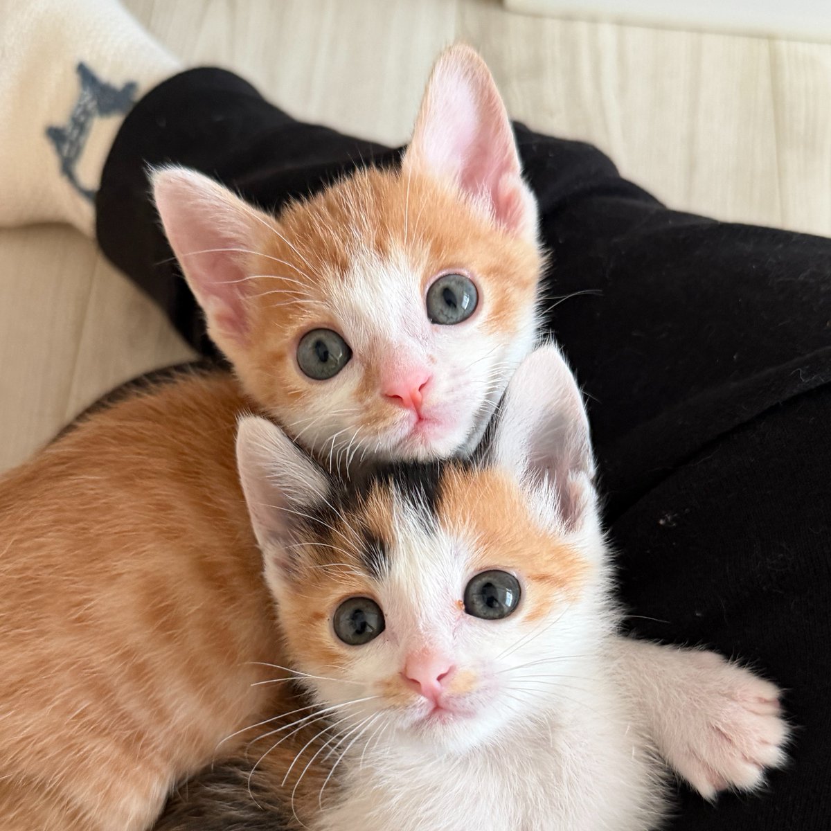 nekodeaaa's tweet photo. なぜ
かさなる😻 https://t.co/k9g8OUiS6p